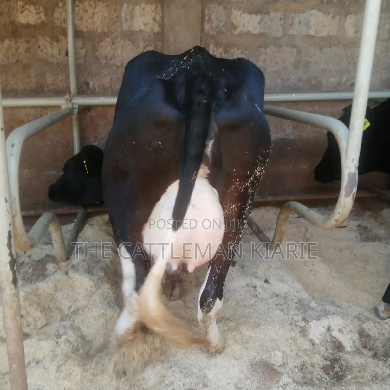 Lactating Cow