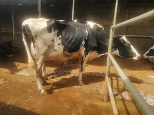 Freshly Calved