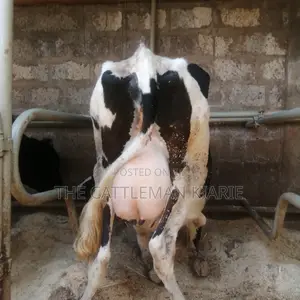 Freshly Calved