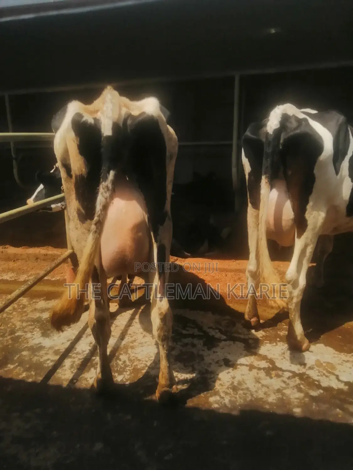 Freshly Calved