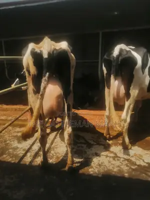 Freshly Calved