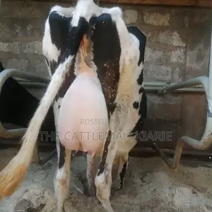 Freshly Calved