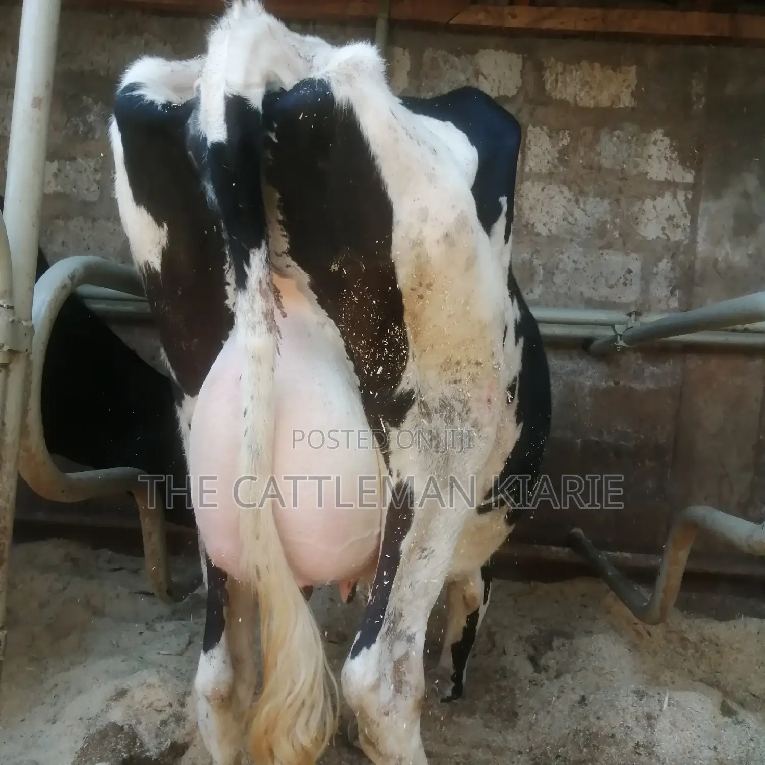 Freshly Calved