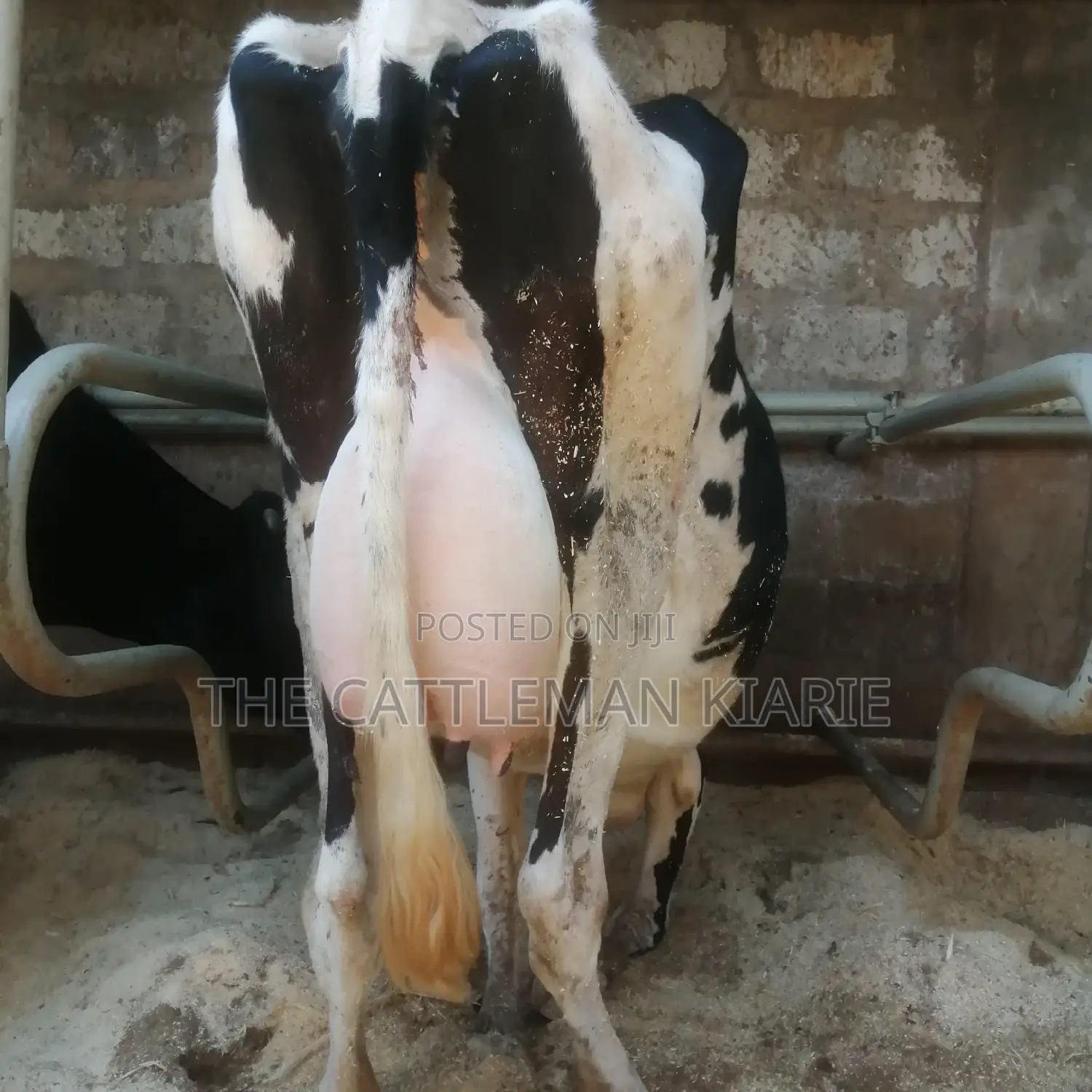 Freshly Calved