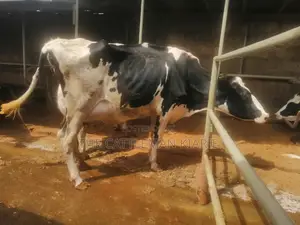 Freshly Calved
