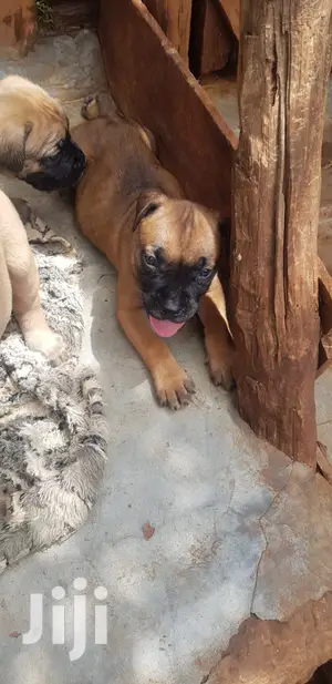 1-3 month Male Purebred Boerboel