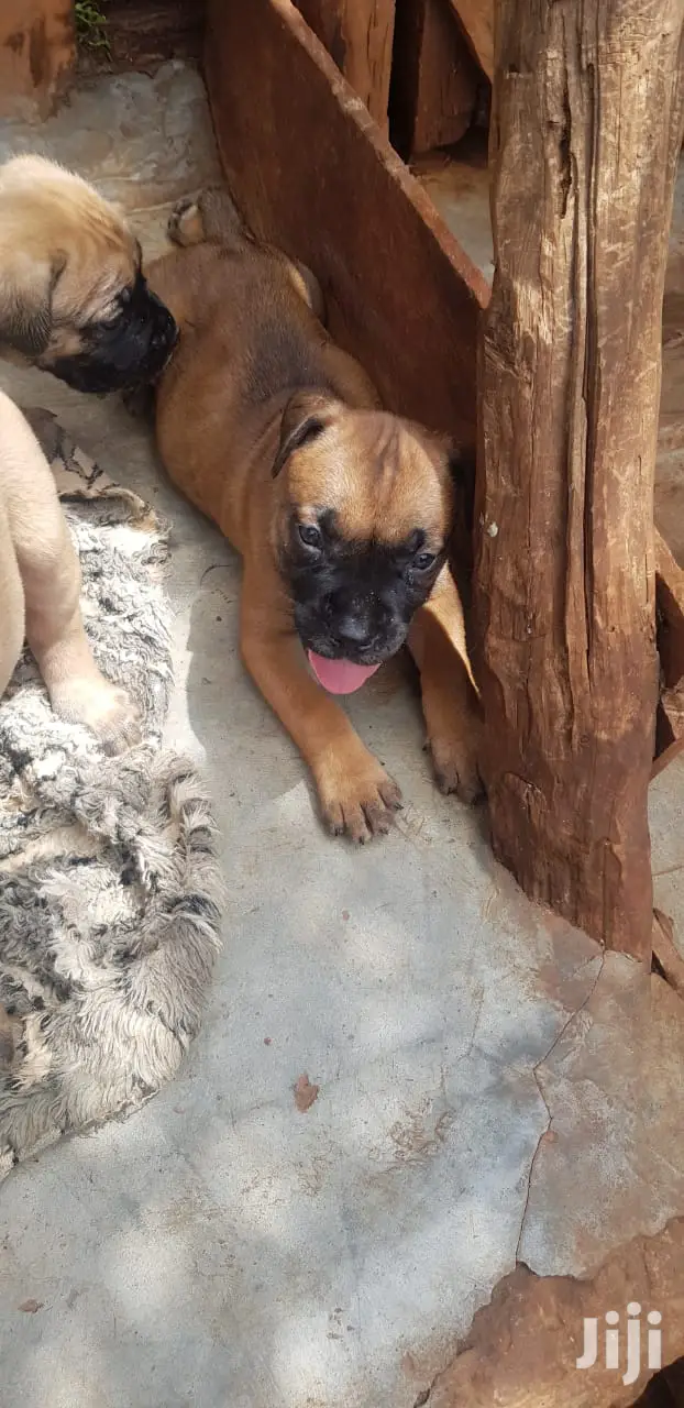 1-3 month Male Purebred Boerboel