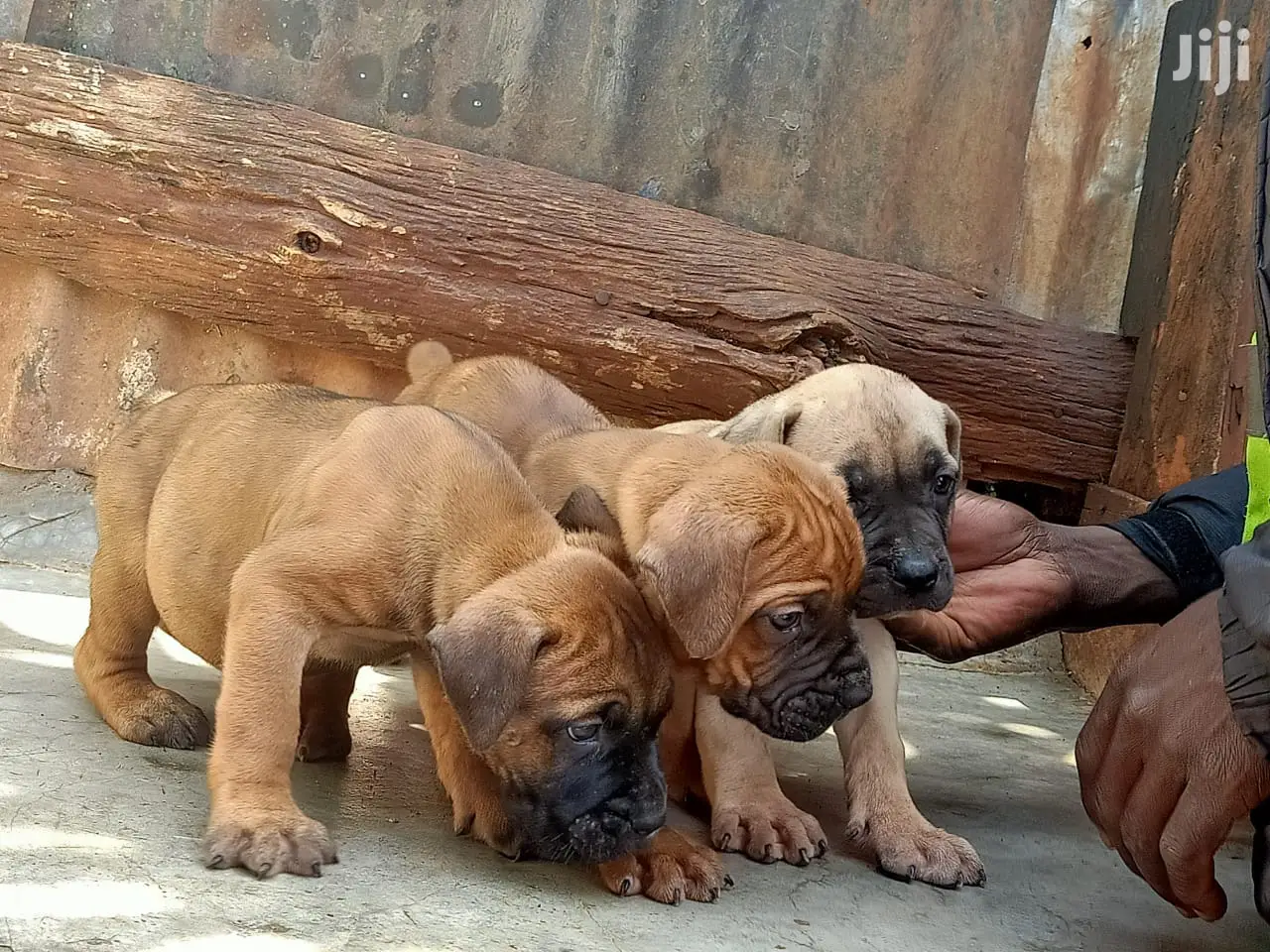 1-3 month Male Purebred Boerboel