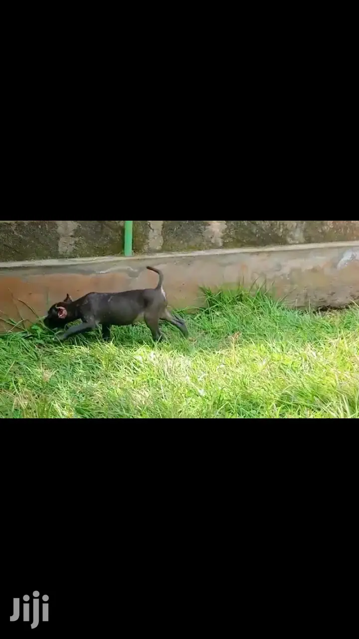 1-3 Month Male Purebred American Pit Bull Terrier