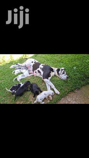 1-3 Month Male Purebred Great Dane - thumbnail 2