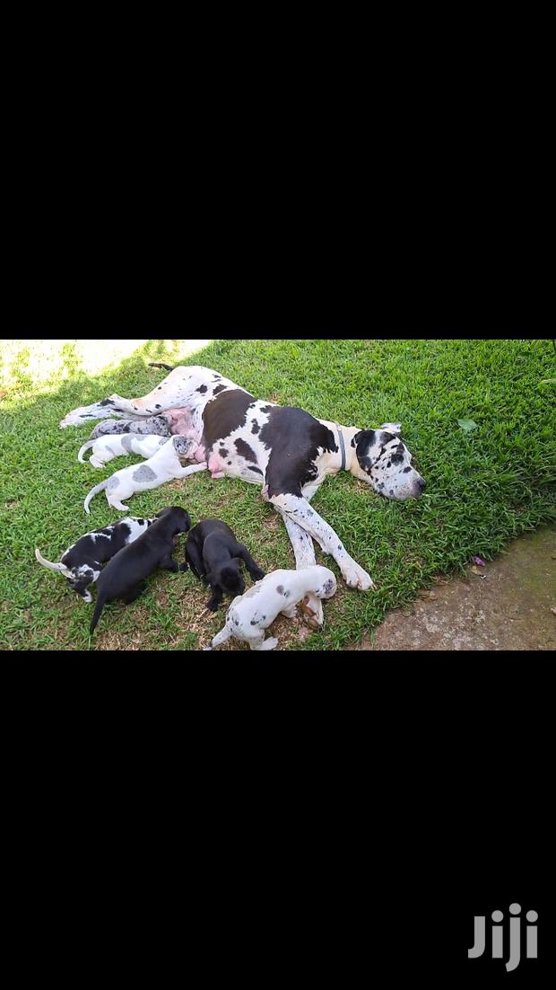 1-3 Month Male Purebred Great Dane - main view