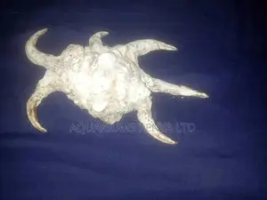 Scorpion Shells