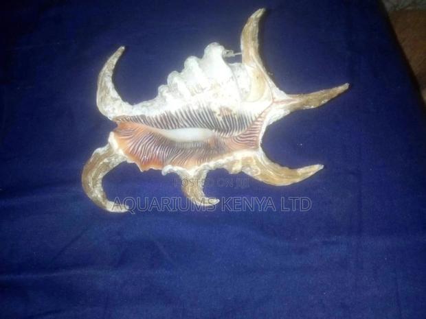 Scorpion Shells - thumbnail 2