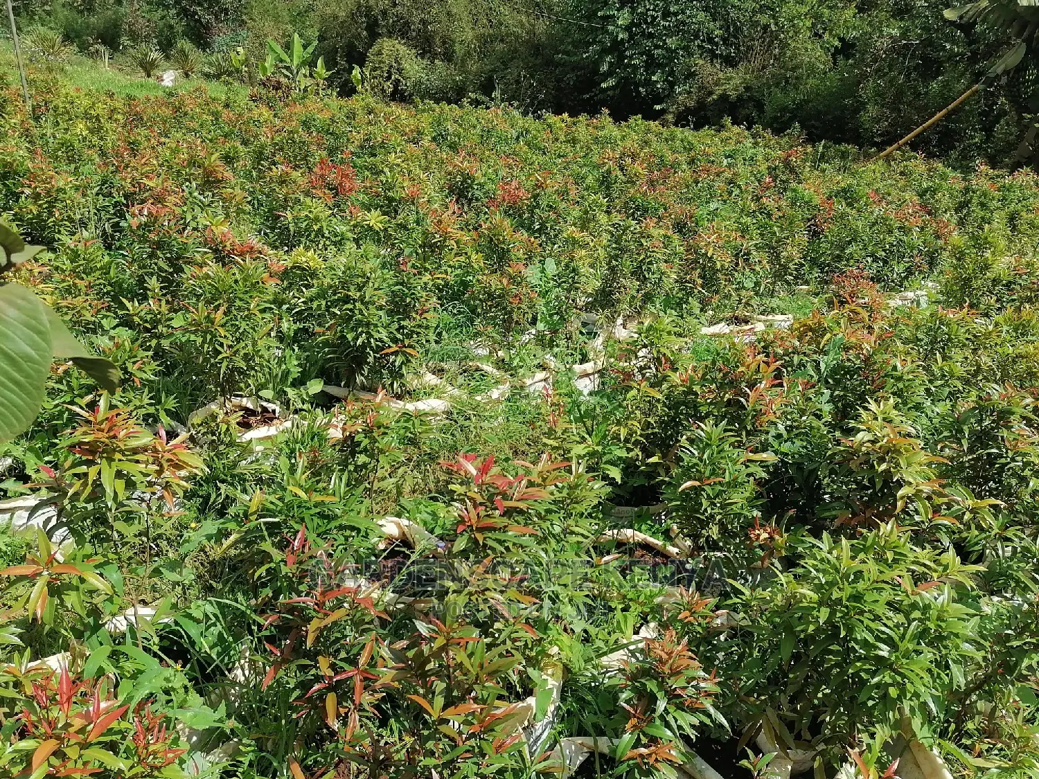 Eugenia Trees
