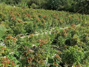 Eugenia Trees
