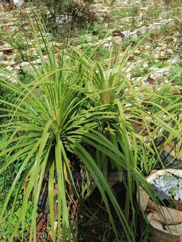 Ponny Tail Palm - main view