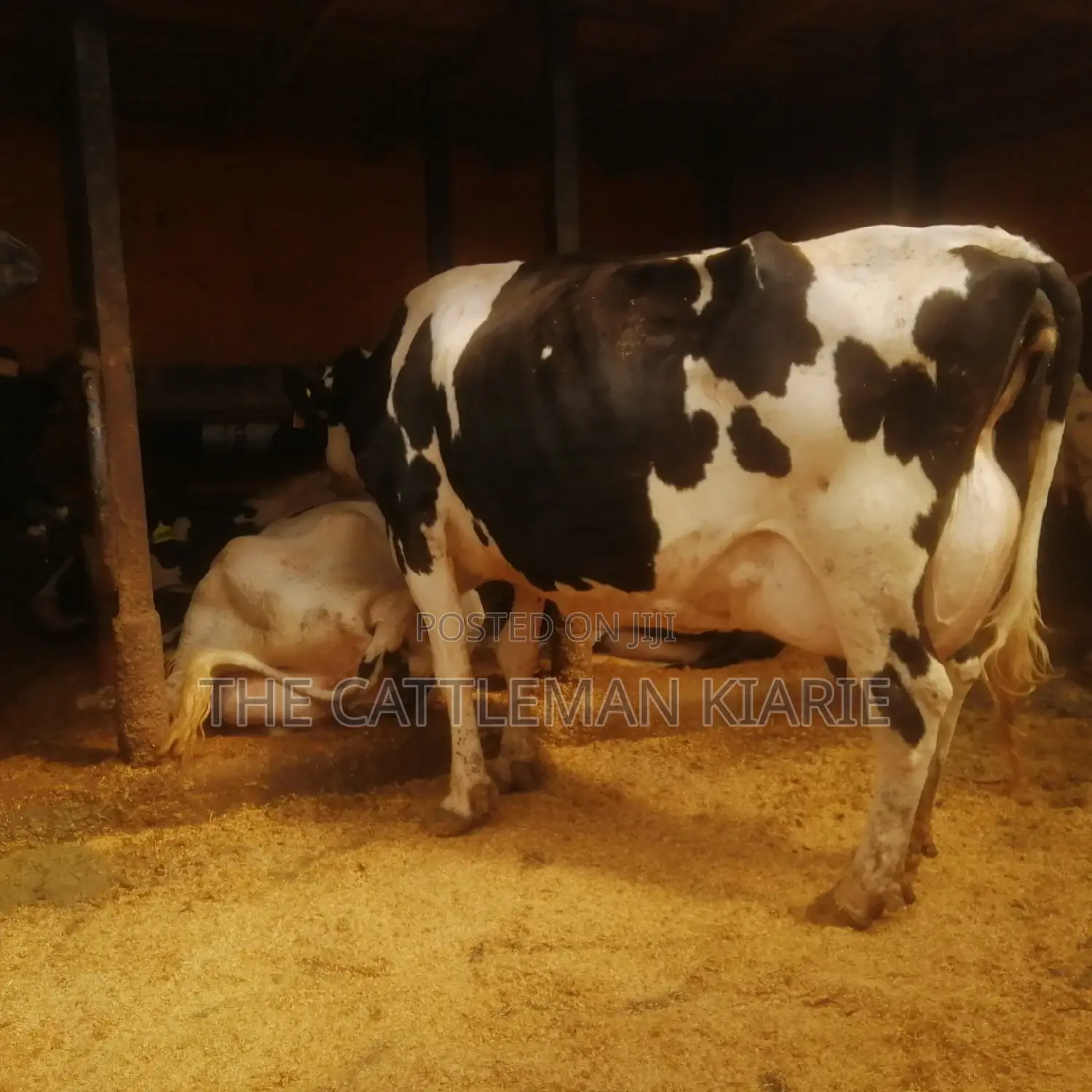 Lactating Mothers