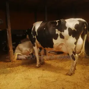 Lactating Mothers