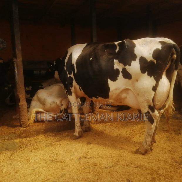 Lactating Mothers