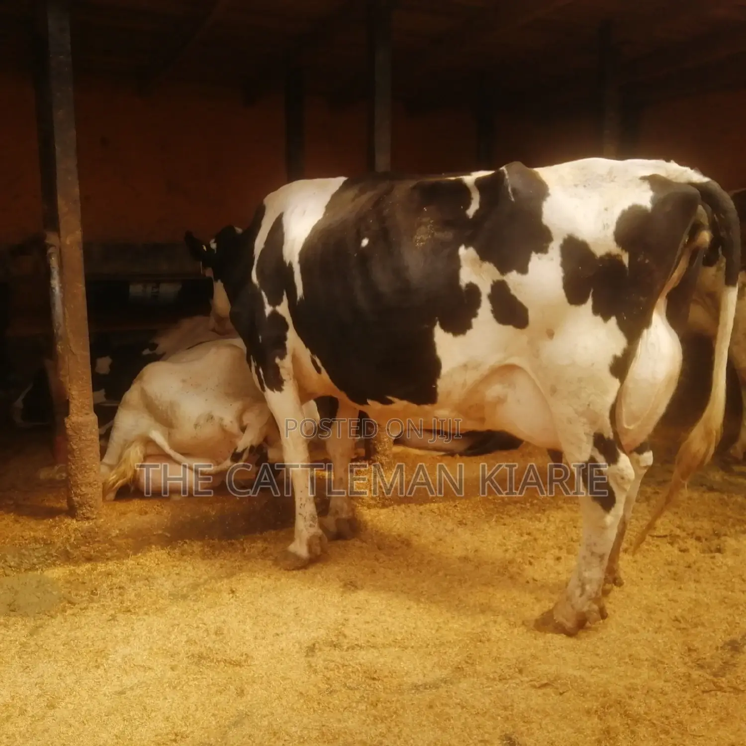 Lactating Mothers