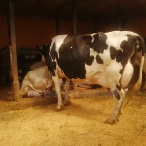 Lactating Mothers
