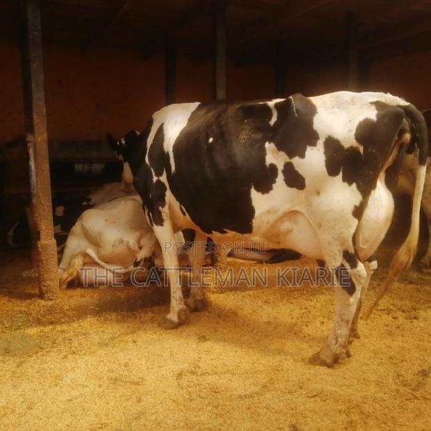 Lactating Mothers - thumbnail 4