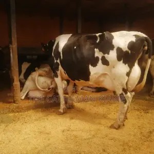 Lactating Mothers