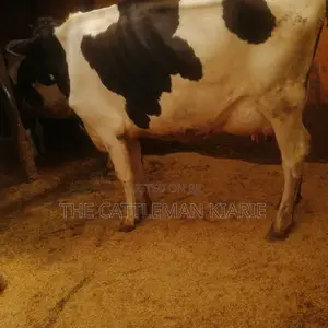 Lactating Mothers