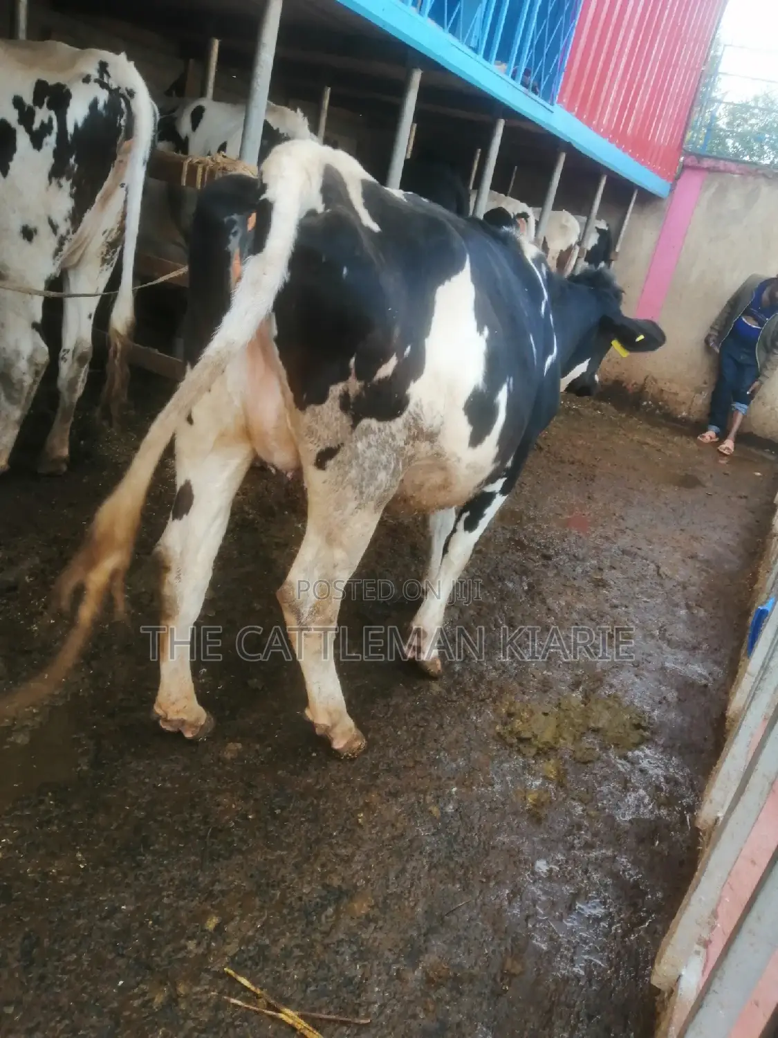Incalf Heifers for Sale