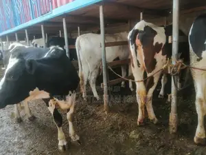 Incalf Heifers for Sale