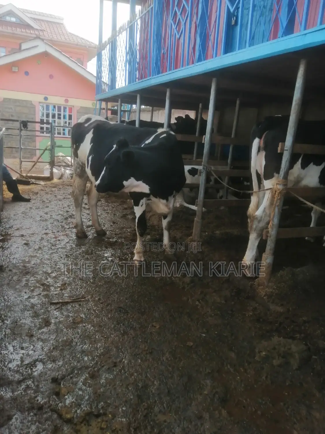 Incalf Heifers for Sale