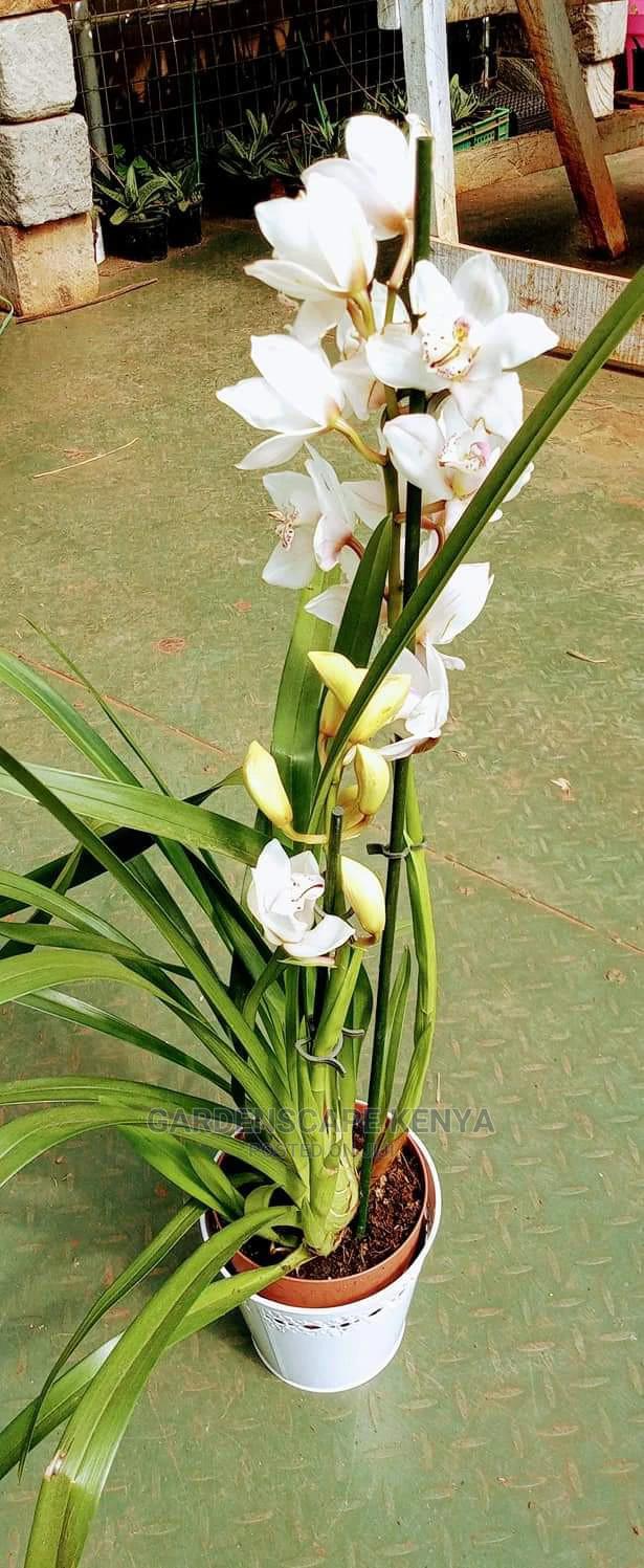 Orchid Flowers for Sale - main view