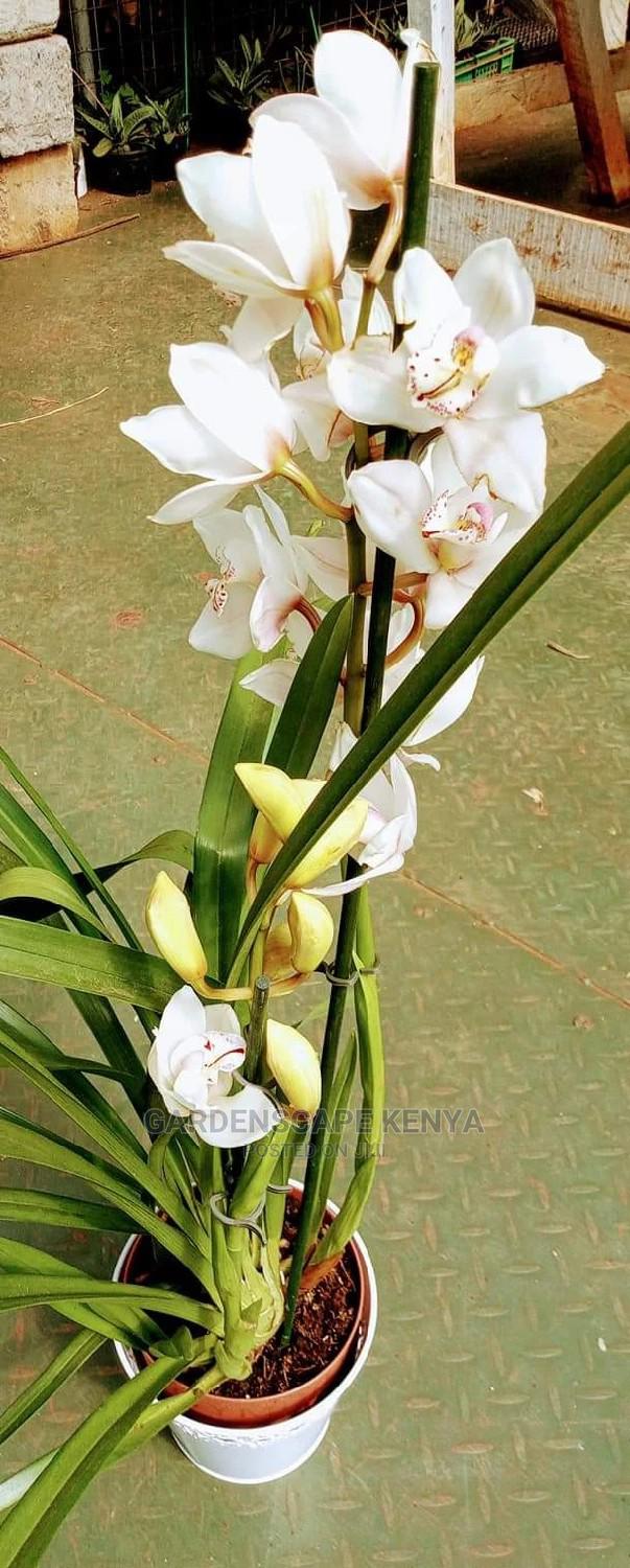 Orchid Flowers for Sale - thumbnail 2