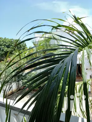 Spacious 4-Bedroom Property in Old Nyali - Your Dream Home Awaits