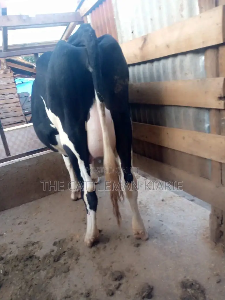 Incalf Pedigree Friesian