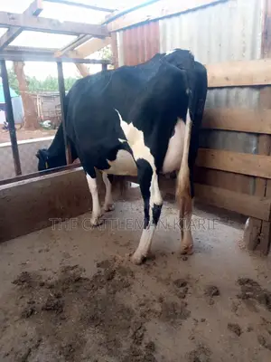 Incalf Pedigree Friesian