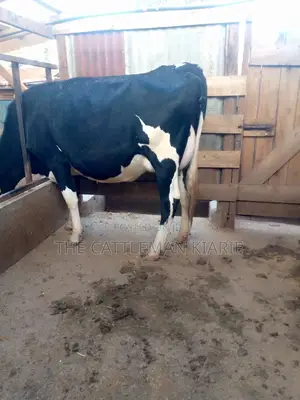 Incalf Pedigree Friesian