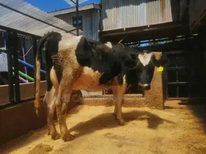 Friesian Breed