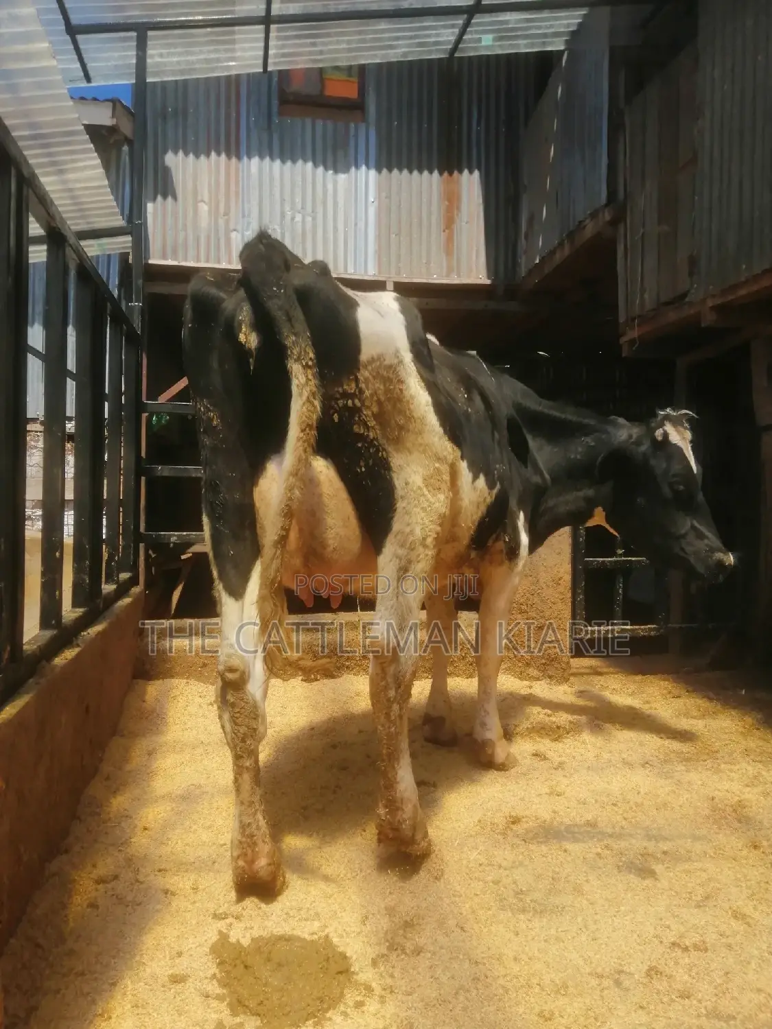 Friesian Breed