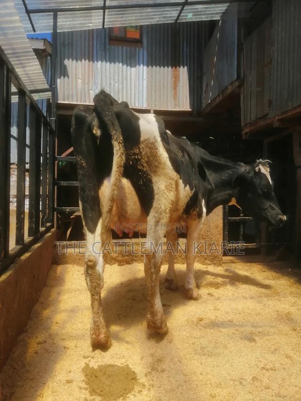 Friesian Breed - thumbnail 3