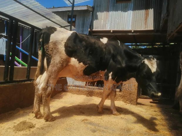 Friesian Breed - main view