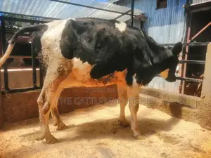 Friesian Breed