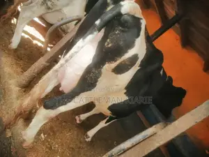 Pedigree Cows