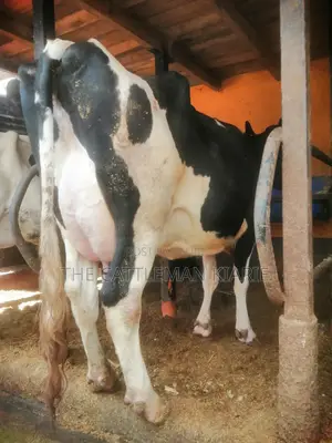 Pedigree Cows