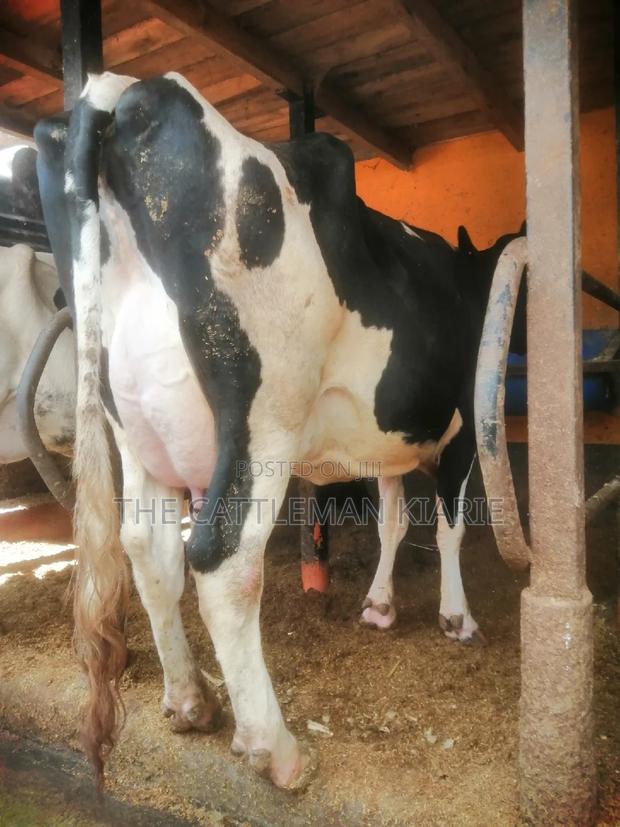 Pedigree Cows - thumbnail 4