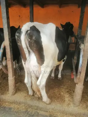 Pedigree Cows