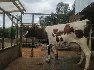 Ayrshire Breed