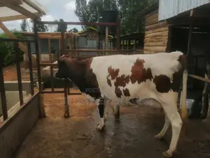 Ayrshire Breed