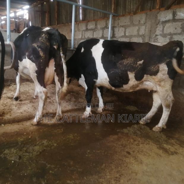 Incalf Pedigree Heifers - thumbnail 4