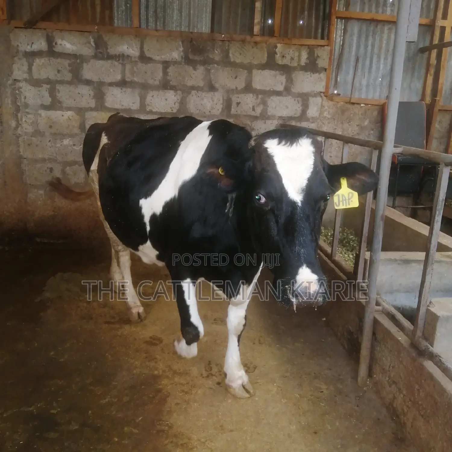 Incalf Pedigree Heifers
